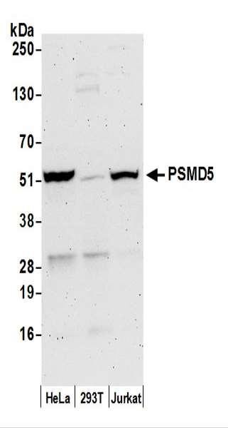 Anti-PSMD5/26S Proteasome Subunit S5B