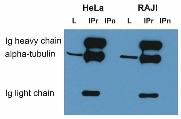 Anti-alpha Tubulin, clone TU-16