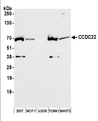 Anti-CCDC22