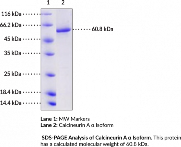 Calcineurin A alpha Isoform (human, recombinant)