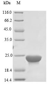 Bacterial non-heme ferritin (ftnA), Helicobacter pylori, recombinant