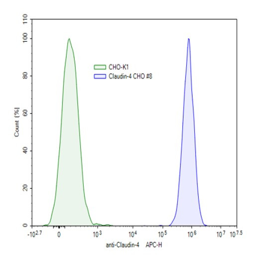 Claudin-4 CHO Cell Line