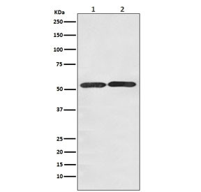 Anti-GLUT3 / SLC2A3, clone ABHB-19
