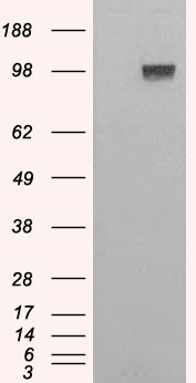 Anti-ENPP1 / PC1, C-terminal