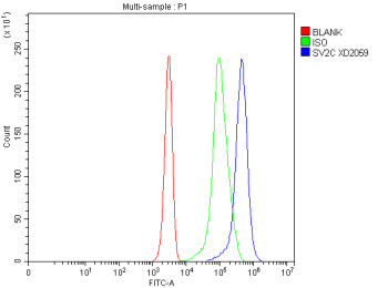 Anti-SV2C / Synaptic vesicle glycoprotein 2C