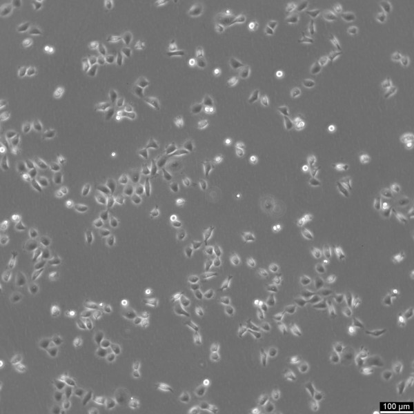 HSC-3 Cells