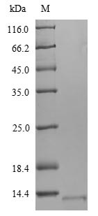 6KDA early secretory antigenic target (esxA), partial, Mycobacterium tuberculosis, recombinant