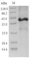 Secretoglobin family 3A member 2 (Scgb3a2), mouse, recombinant