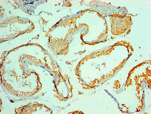 Anti-MYCBP Monoclonal, clone 1D5D5