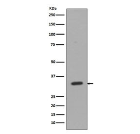 Anti-CD8A, clone EAF-3