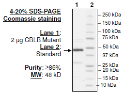 CBL-B (Y363F), His-tag, Biotin-labeled
