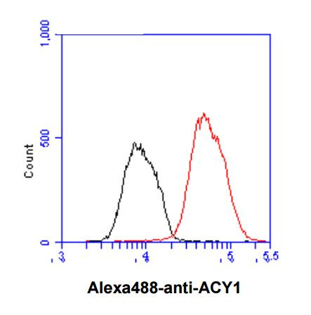 Anti-Aminoacylase 1, clone 1E2