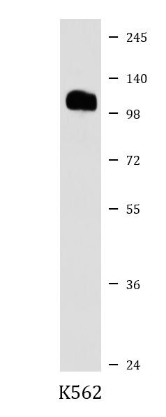 Anti-PIK3CD / p110 delta
