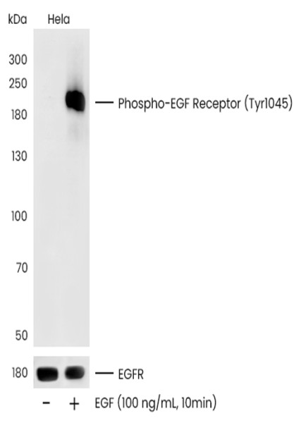 Anti-Phospho-EGF Receptor (Tyr1045) Monoclonal Recombinant Antibody