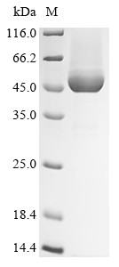 Cobalamin binding intrinsic factor (CBLIF), human, recombinant