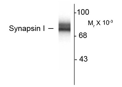 Anti-Synapsin 1