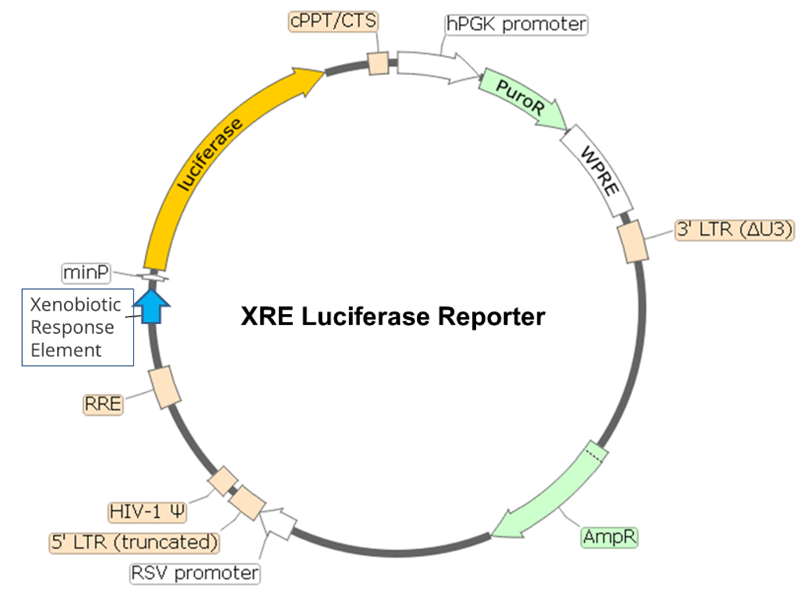 XRE Luciferase Reporter Lentivirus (AhR Signaling) BPS Bioscience