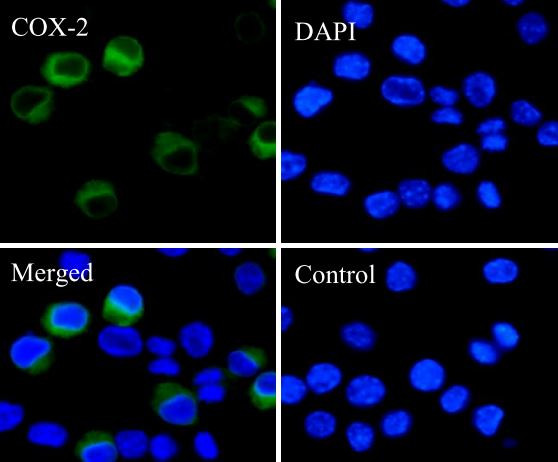 Anti-Cox2, clone SQab18107