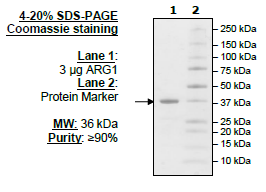 ARG1, His-Tag