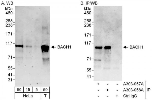 Anti-BACH1