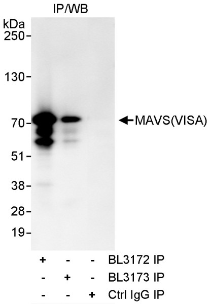 Anti-MAVS/VISA