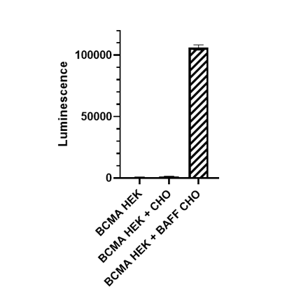 BAFF CHO Cell Line