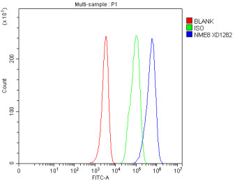 Anti-NME8 / TXNDC3 / Thioredoxin domain-containing protein 3
