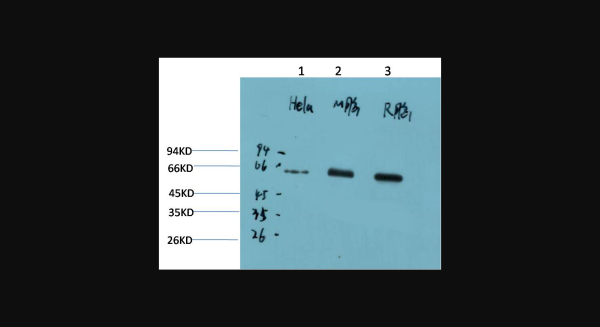 Anti-AMPKalpha1 (9G3), monoclonal