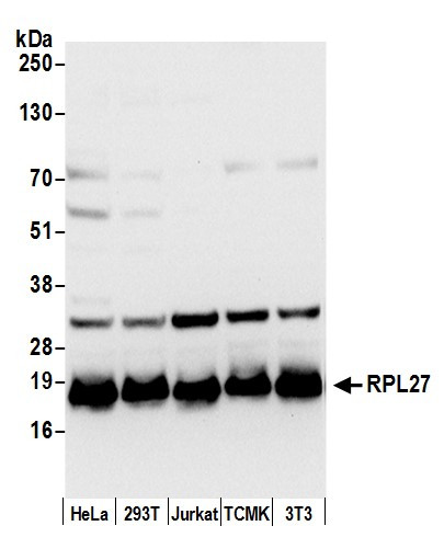 Anti-RPL27/Ribosomal Protein L27