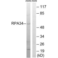 Anti-CD3EAP