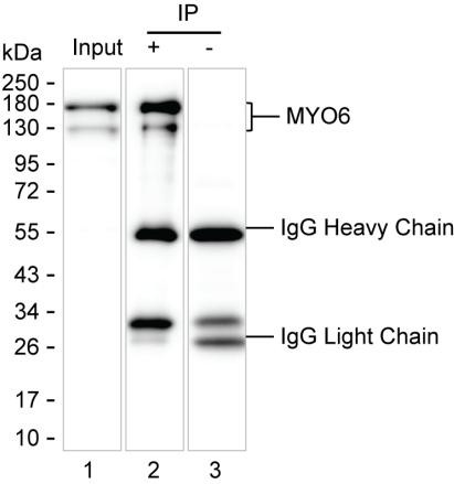 Anti-MYO6