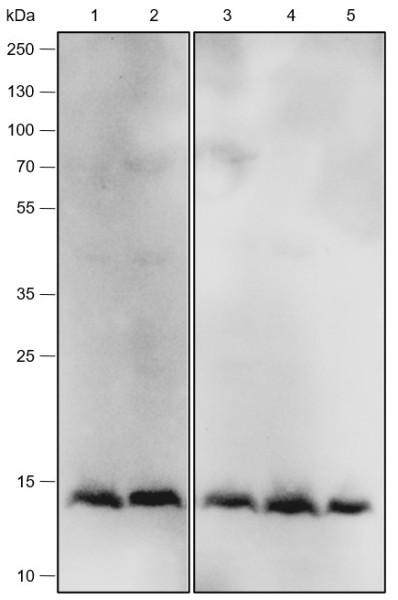 Anti-Recombinant IL-4, clone A554
