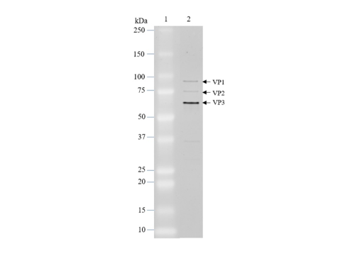 AAV8 Luciferase