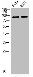 Anti-Phospho-NR3C1 (S226)