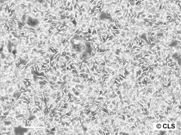 SW-948 Cells