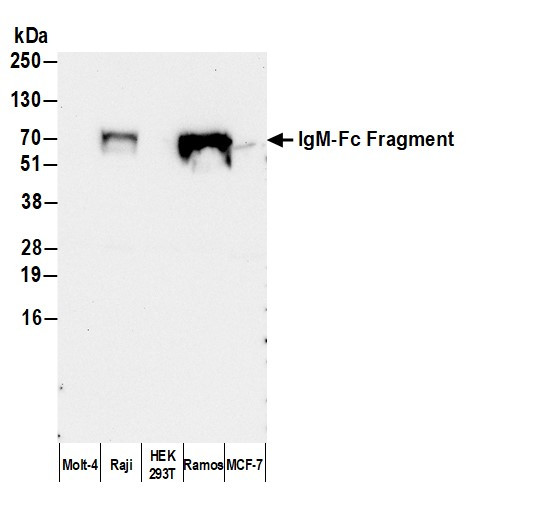 Anti-Human IgM, HRP conjugated