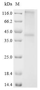 Sphingosine 1-phosphate receptor 2 (S1pr2), recombinant mouse