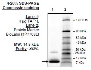 TAF1L (1398-1516), His-tag, human recombinant protein