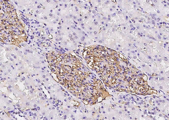 Anti-ICAM-1/CD54 Monoclonal Antibody
