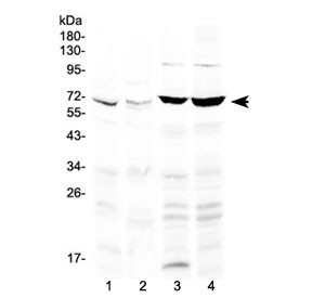 Anti-PPAR gamma / PPARG (Middle Region)