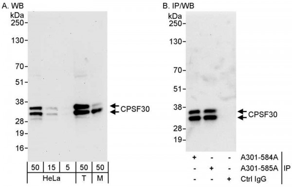 Anti-CPSF30