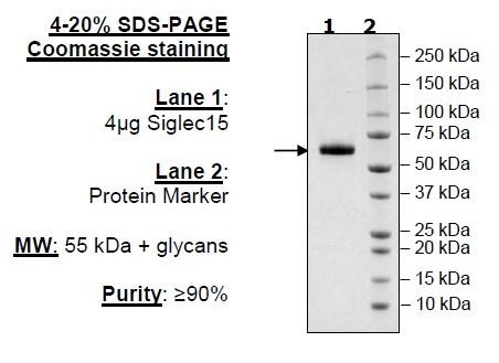 Siglec15, Fc Fusion, Avi-tag, Biotin-labeled