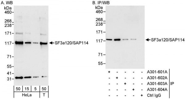 Anti-SF3a120/SAP114