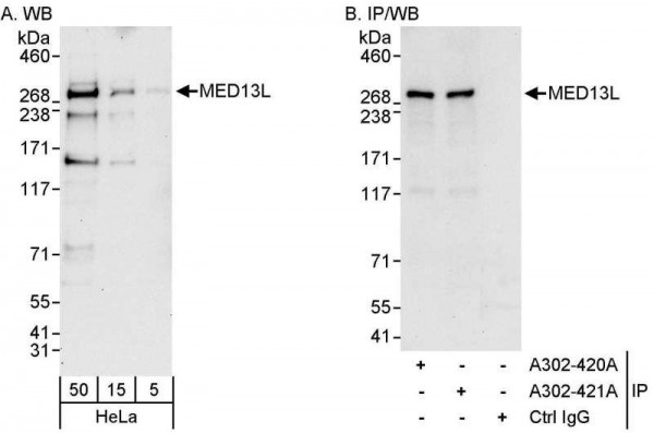 Anti-MED13L