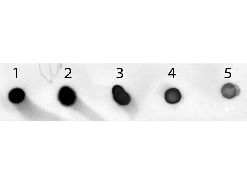 Anti-Mouse IgG (H&amp;L) [Sheep] Alkaline Phosphatase conjugated