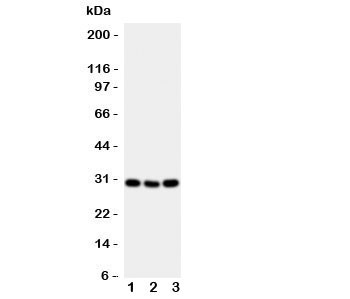 Anti-OX40 (CD134)