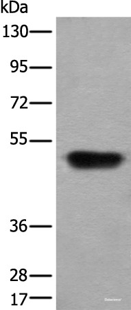 Anti-HNRNPH2