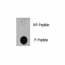 Anti-phospho-TSC1 (Ser505)