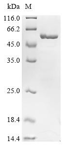 Peroxisome proliferator-activated receptor delta (PPARD), partial, human, recombinant