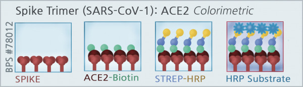 SARS-CoV-1 Spike Trimer (S1+S2):ACE2 Inhibitor Screening Colorimetric Assay Kit